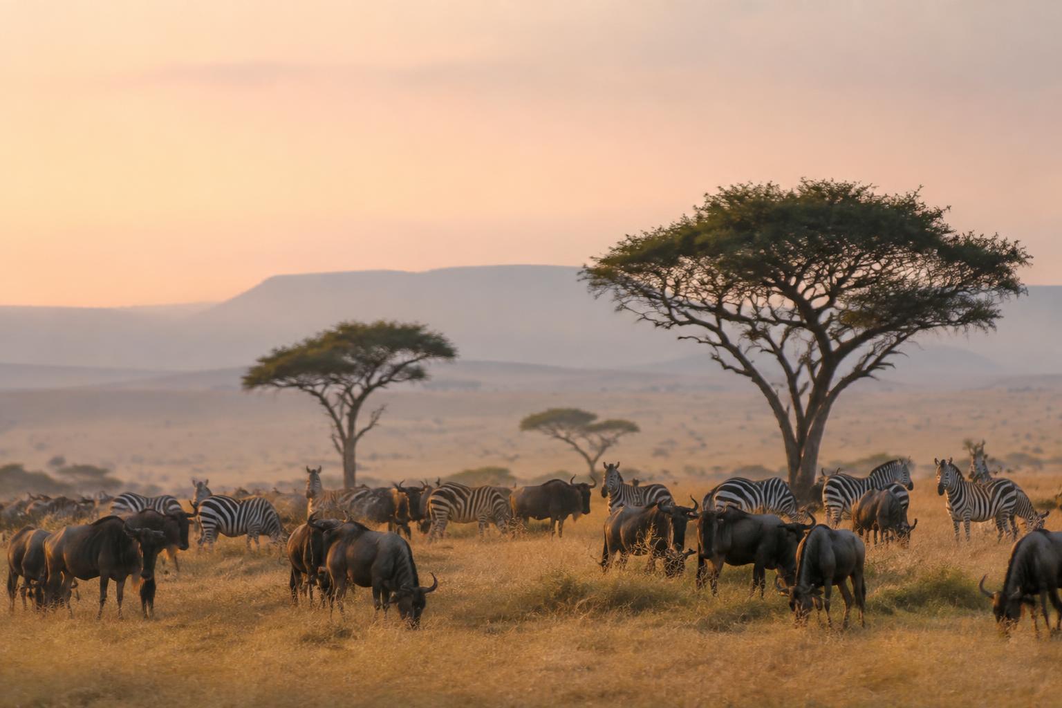 Savanna landscape with acacia trees in East Africa